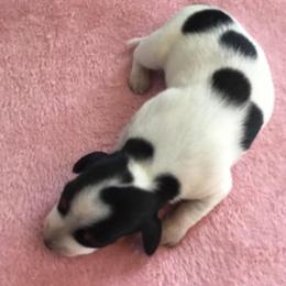 Huckleberry - Piebald male Dachshund puppy in Cedar Rapids, Iowa from Paulassillydogs