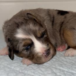 BMF - Blue merle female Miniature Australian Shepherd puppy in Corydon, Indiana from Arbuckle’s Lookin Good Aussies (LGA)