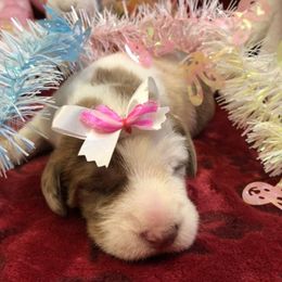 Assorted Doodle Crosses Puppies from Oodles of Kisses' Great DaNoodles