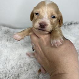 Boy four - Cream male Dachshund puppy in Payette, Idaho from NT Mini Doxies