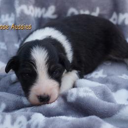 Waffles - Black tri-color male Australian Shepherd puppy in Burbank, South Dakota from Dakota Rose Aussies