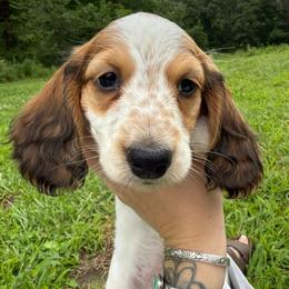 Snoop Dogg - Piebald male Dachshund puppy in Mountain Grove, Missouri from Boot Scootin Pups