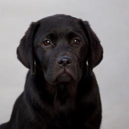 Labrador Retriever Puppies from Zumi's Labs