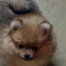 Pomeranian Puppies from Dreamweaver Poms