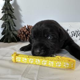 Yellow - Black female Labrador Retriever puppy in Newton Grove, North Carolina from Wayalife Labradors & Gsp’s