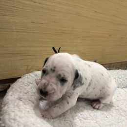 Black collar boy - White and black male Dalmatian puppy in Wilson, North Carolina from New Horizonz Dalmatians