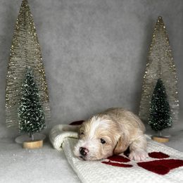 Poodle and Schnoodle Puppies from Bred by Brennen