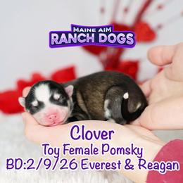 Clover - Silver and white female Pomsky puppy in Humeston, Iowa from M.A.R. Dogs