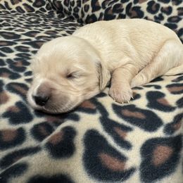 Golden Retriever Puppies from R & K Golden Acres LLC