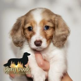Grace-AKC - Dapple female Dachshund puppy in Linden, Texas from Piney Woods Miniature Dachshunds LLC