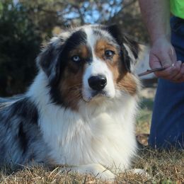 Ryder - Australian Shepherd