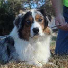 Ryder - Australian Shepherd
