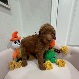 Pink - Apricot female Goldendoodle puppy in Bakersfield, California from Lavish Doodles