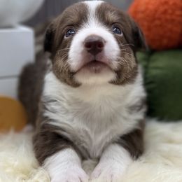 Salty - Liver and white male Cardigan Welsh Corgi puppy in Crystal River, Florida from Coopers Korner