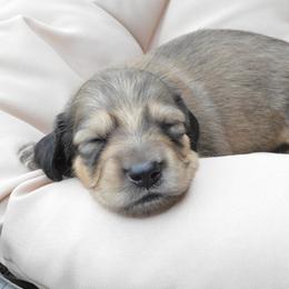 Dachshund Puppies from Dreamheart Dachshunds