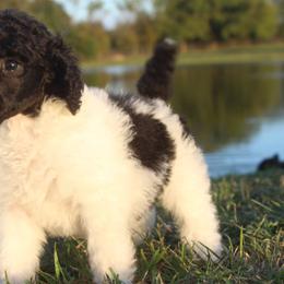 Poodles from Goodelife Puppies