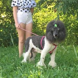 Calypso - Poodle