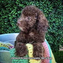 Mr. Chip - Sable male Aussiedoodle puppy in Dolan Springs, Arizona from High Desert Companions