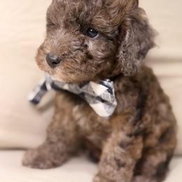 Teddy - Gray male Poodle puppy in Salt Lake City, Utah from Puppy Promise
