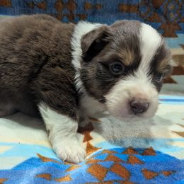 Munch - Red tri male Miniature Australian Shepherd puppy in Frankfort, Indiana from Haleys Farm