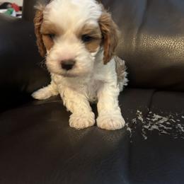 Shaggy - Blenheim male Cavapoo puppy in Burke, New York from Patti’s Puppies