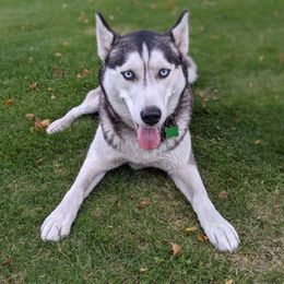 Siberian Husky All Grown Up from AKC-ley Huskies