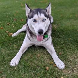 Siberian Husky All Grown Up from AKC-ley Huskies