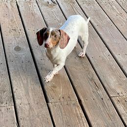 Lillie - Dachshund