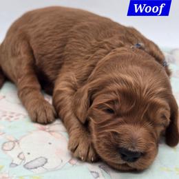 Woof - Red  male Goldendoodle puppy in Neillsville, Wisconsin from Granton Creek