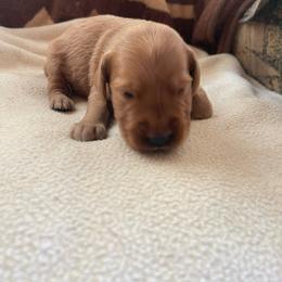 Duke - Golden male Golden Retriever puppy in Wellington, Colorado from High Country Golden Retrievers