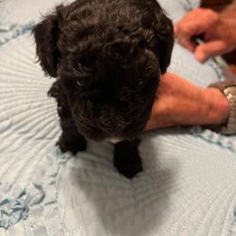 GoTee - Black male Poodle puppy in Lexington, Tennessee from Jm’s Precious Poodles