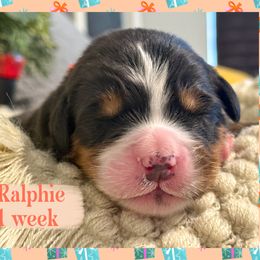 Ralphie - Black rust and white male Bernese Mountain Dog puppy in Purcell, Oklahoma from Swiss Berner Bears