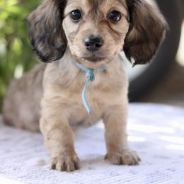 Dachshund Puppies from Prima Dachshunds