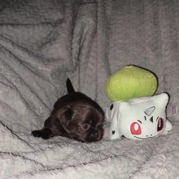 Papa - Chocolate male Shih Tzu puppy in Arcadia, Florida from Kitsune Cuddles and kisses