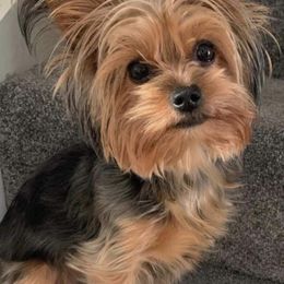Bentley - Yorkshire Terrier