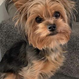 Bentley - Yorkshire Terrier