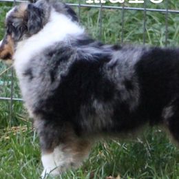 Australian Shepherds, Miniature Australian Shepherds, and Toy Australian Shepherds from LongMile Aussies