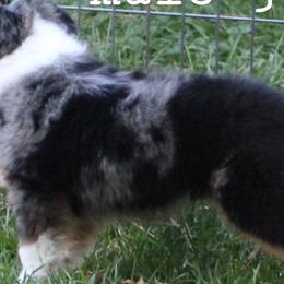Australian Shepherds, Miniature Australian Shepherds, and Toy Australian Shepherds from LongMile Aussies