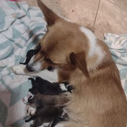 Pembroke Welsh Corgis from Blackstock Farms
