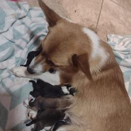 Pembroke Welsh Corgis from Blackstock Farms