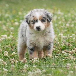 Aussiedoodle and Australian Shepherd Puppies from SS Australian Shepherds and Aussiedoodles