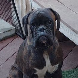 Dante - Boxer