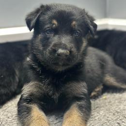 Boy 2 - Bi-color male German Shepherd puppy in Herkimer, New York from Render Kennels