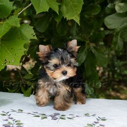 Yorkshire Terrier Puppies from Lightsome Yorkies