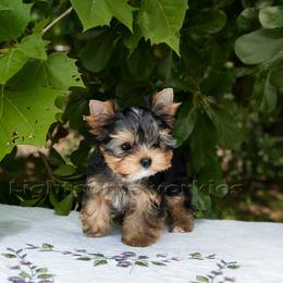 Yorkshire Terrier Puppies from Lightsome Yorkies