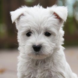 West Highland White Terrier Puppies from The West Acres