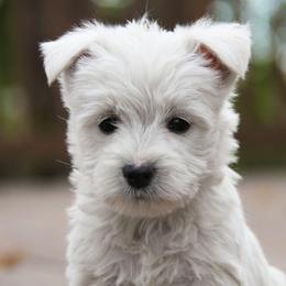 West Highland White Terrier Puppies from The West Acres