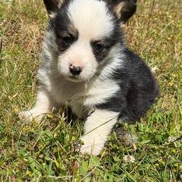 Marlin - Black and tan male Pembroke Welsh Corgi puppy in Aberdeen, Washington from Coastal country Farms