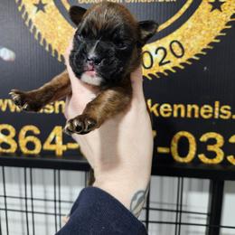Light blue collar - Brindle male Boxer puppy in Piedmont, South Carolina from SmashBox Kennel