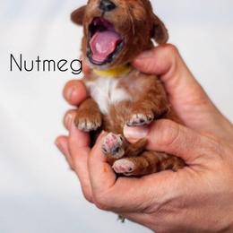 Cavapoo Puppies from Bonneville Doodles